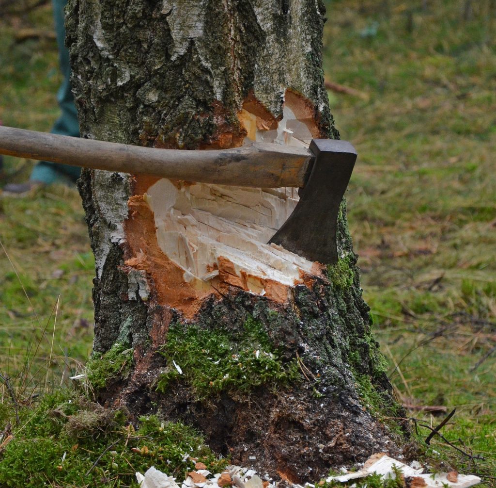 Safe Felling of Trees - Tree To Timber