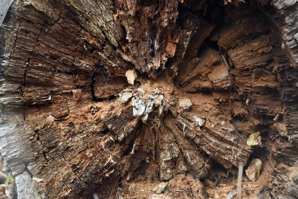 The 10 Best Ways to Prevent Wood Rot - Tree To Timber