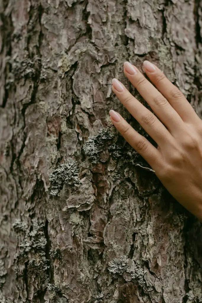 Perfect Guides to Coppicing Trees - Tree To Timber