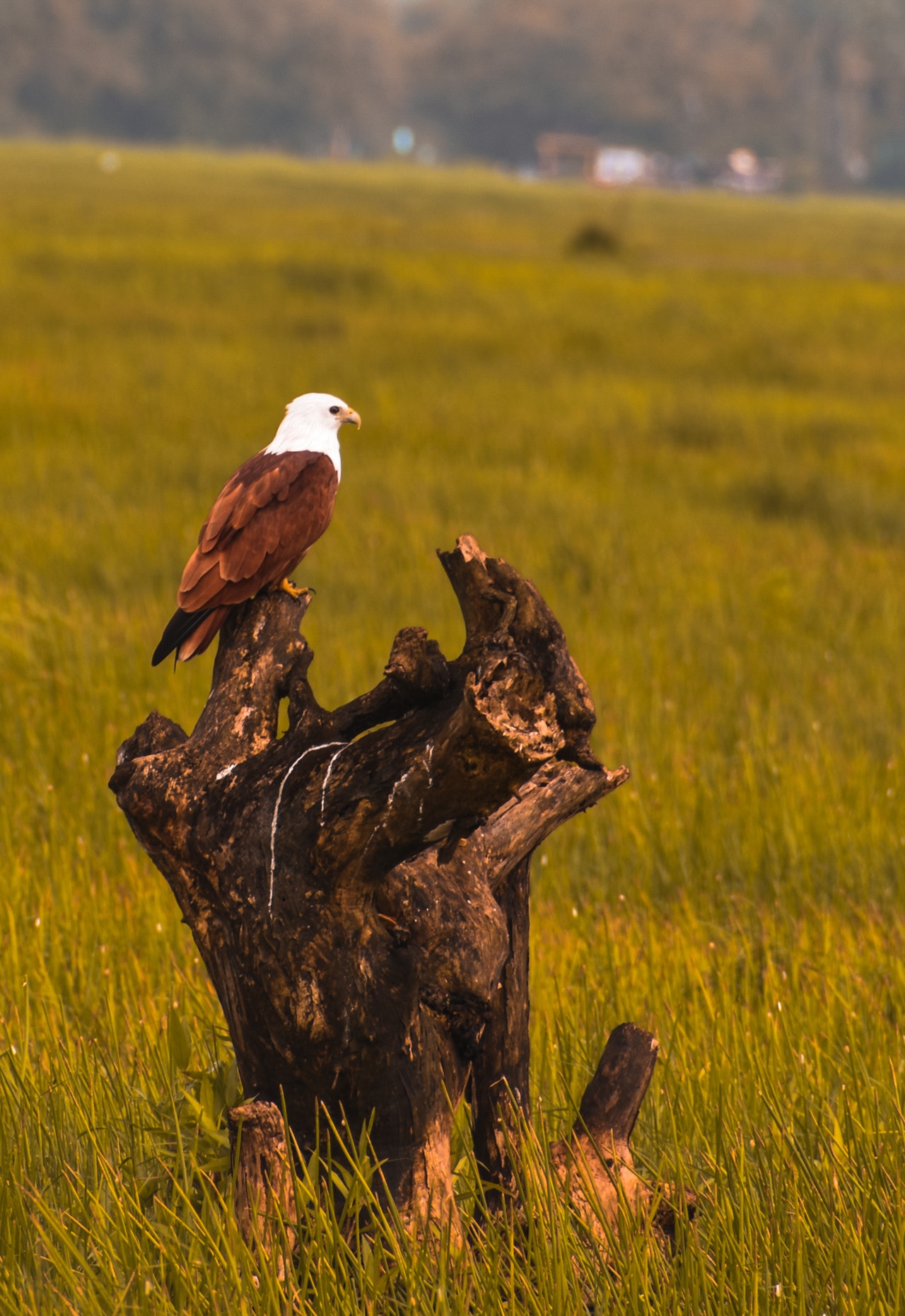 perfect-guide-to-getting-rid-of-a-tree-stump