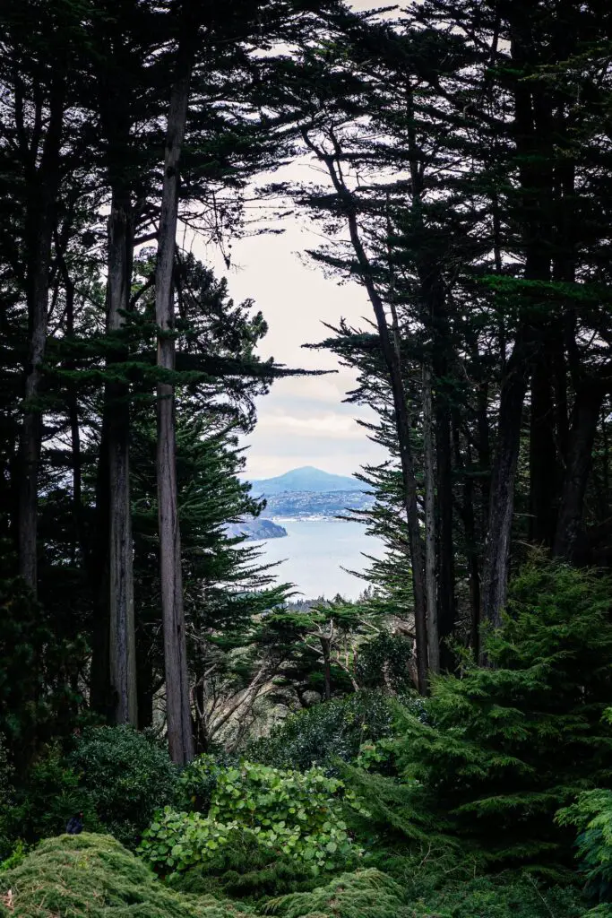 Cedar - Tree To Timber