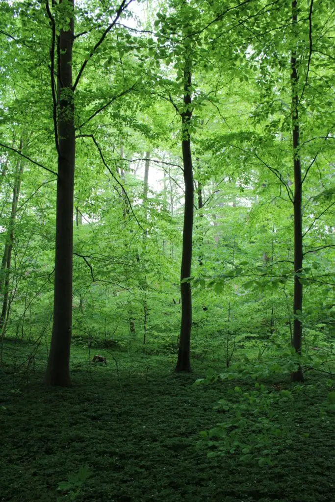 Brief History of Beech Trees - Tree To Timber