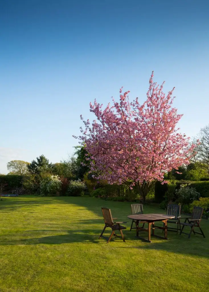 Beech Tree for Outdoor Furniture