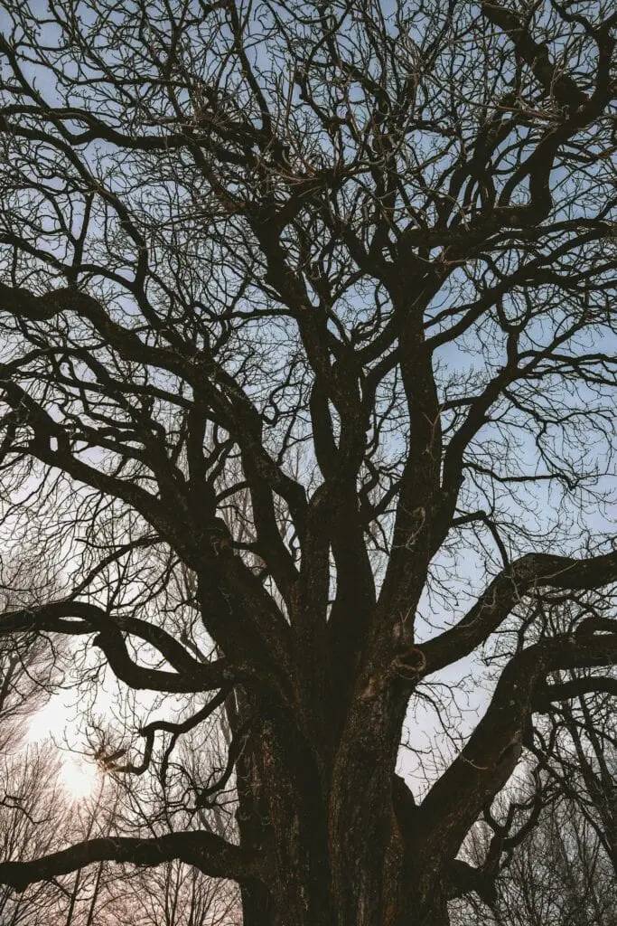 Shades of Reddish Wood - Tree To Timber