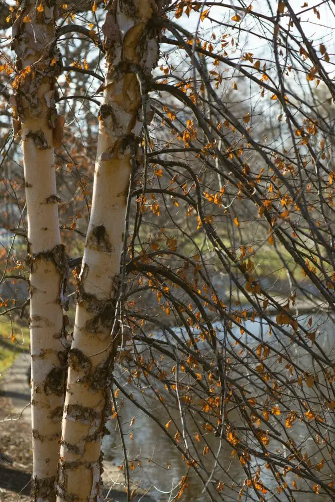 Ash and Birch - Tree To Timber