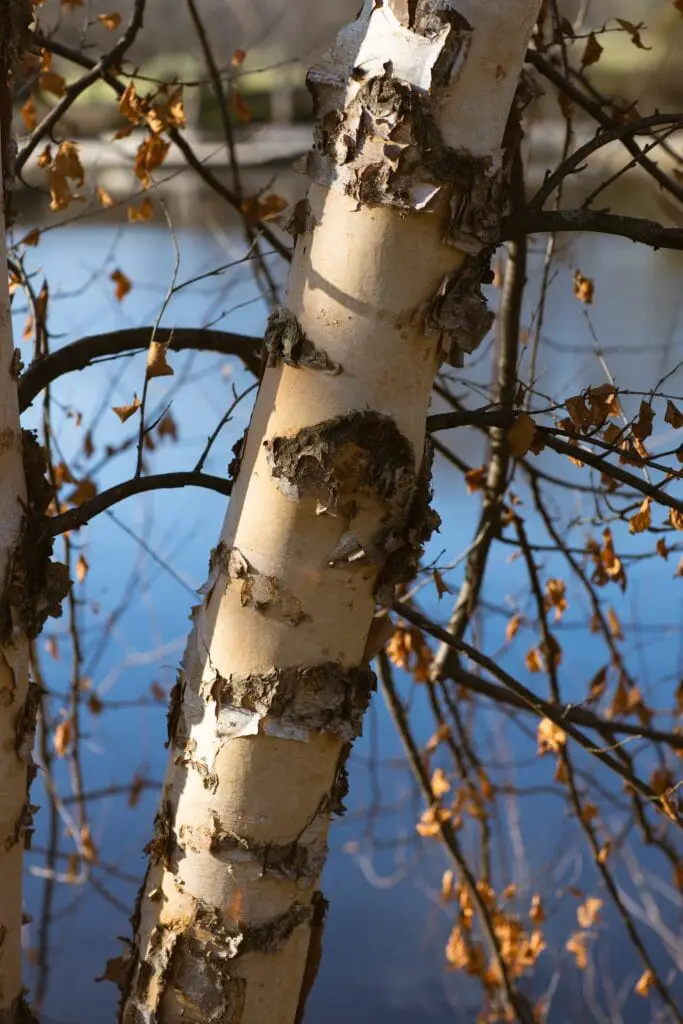 Most Beautiful Wood - Tree To Timber