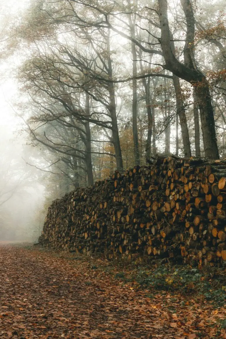 How Long to Season Firewood - Tree To Timber