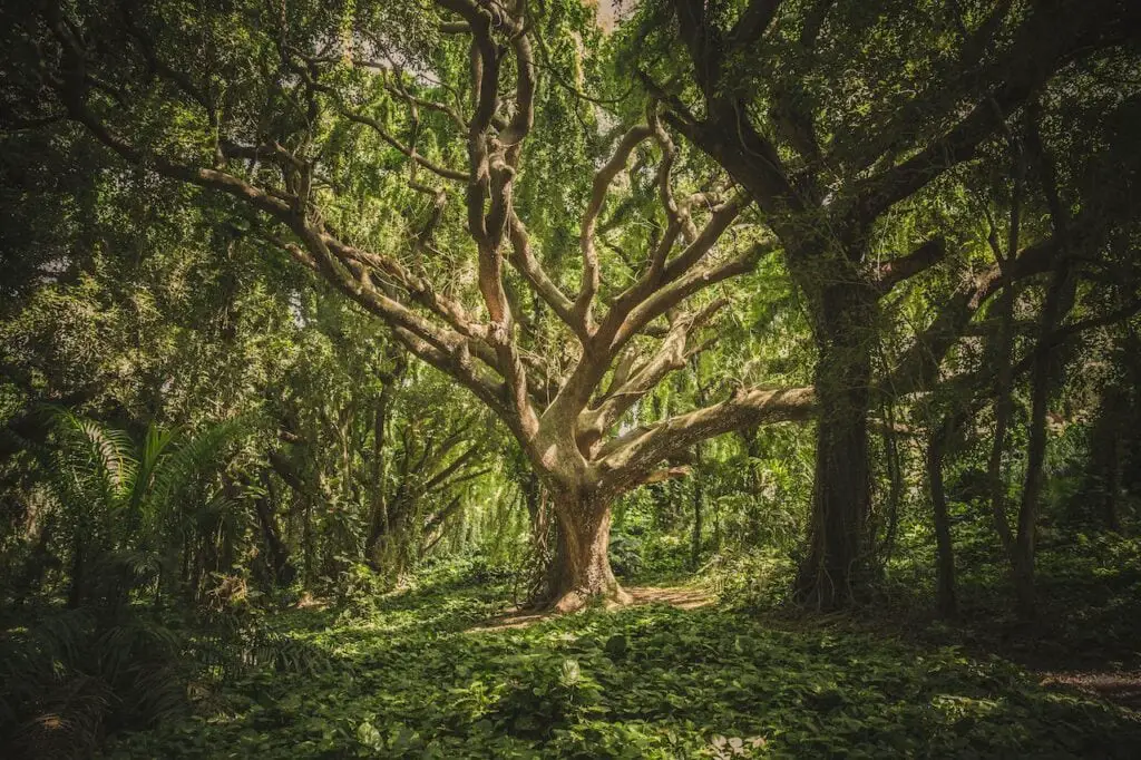 Rot-Resistant Wood - Tree To Timber