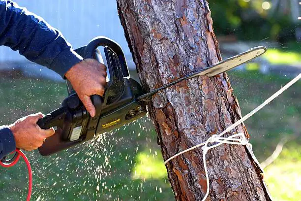 Best Time To Remove A Tree - Tree To Timber