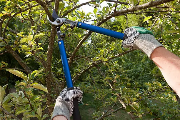 How to Cut High Tree Branches Safely - Tree To Timber