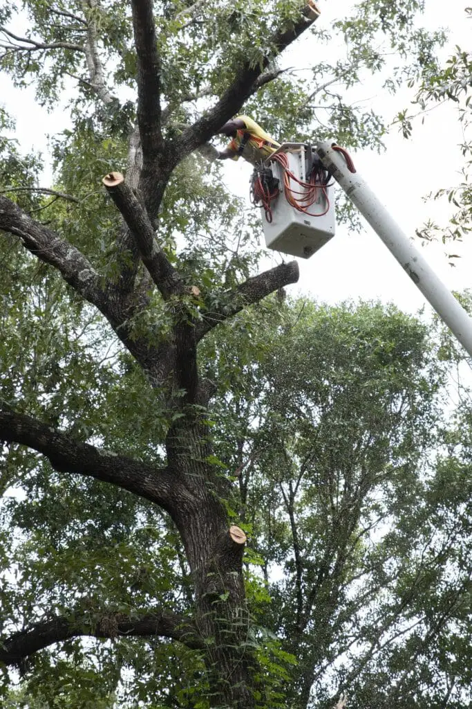 Before and After Tree Removal - Tree To Timber