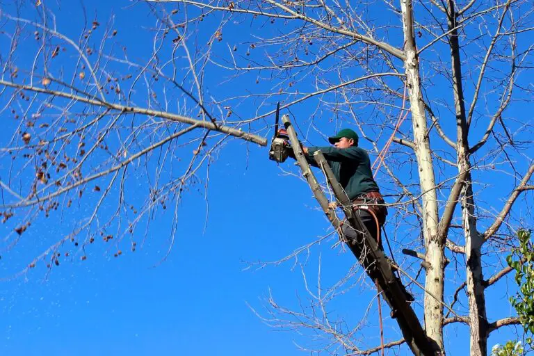 How Often Should You Trim Trees - Tree To Timber