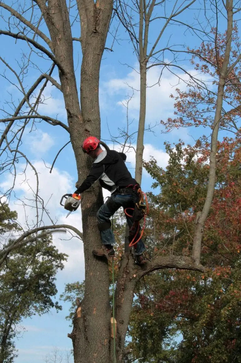 Should You Trim Trees in the Summer - Tree To Timber